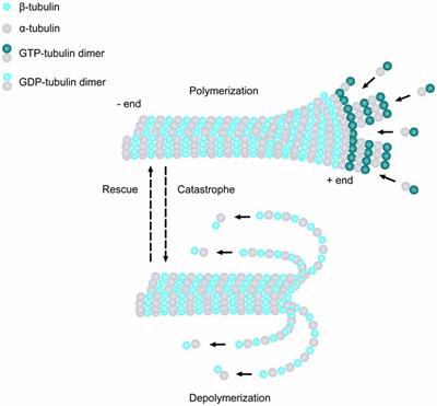 The Role of the Microtubule Cytoskeleton in Neurodevelopmental Disorders